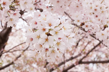 満開の桜