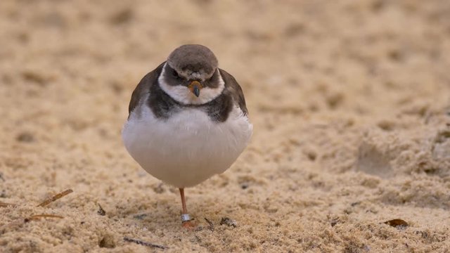 Common ringed plover (Charadrius hiaticula) relaxing