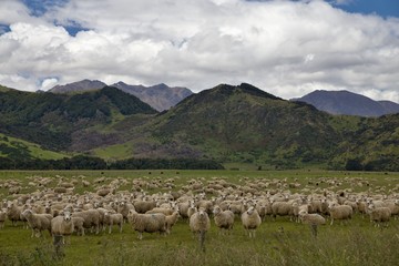 Obraz premium Land of sheep