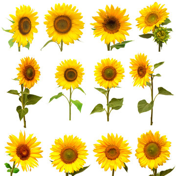Sunflowers collection on the white background