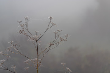 Gräser im Nebel
