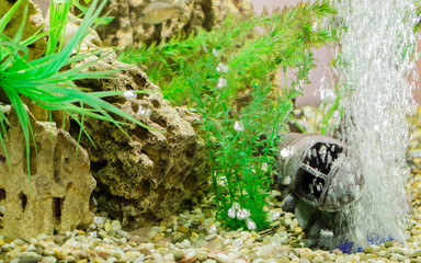 Beautiful aquarium decoration