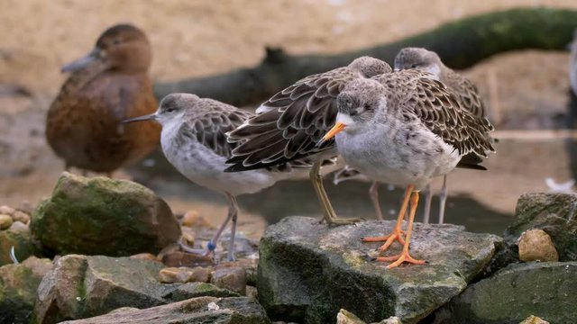 Ruff (Calidris pugnax) relaxing