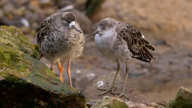 Ruff (Calidris pugnax) relaxing