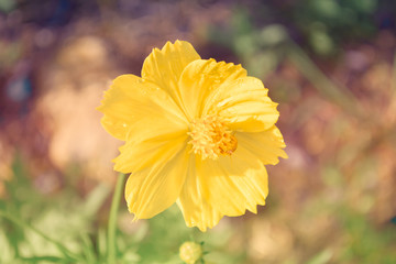 fresh yellow cosmos flower with dew drops  after rain ,nature background