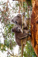 Two koalas fighting on a tree. 