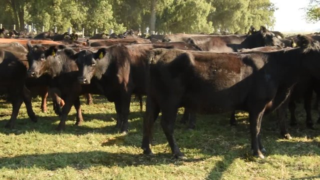 Trabajos con Ganado Vacuno Angus Negro, en Buenos Aires, Argentina
