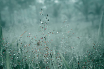soft focus grass  flowers field  with dew drops  in sunrise morning,peacful  spring nature background