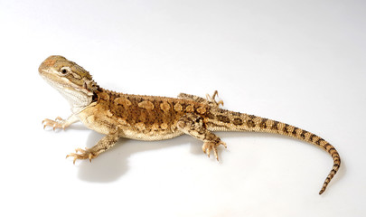 Zwergbartagame (Pogona henrylawsoni) - Rankin's dragon