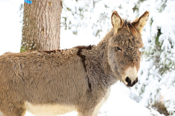 asinello sulla neve, in Val Canali, nel parco naturale di Paneveggio - Dolomiti