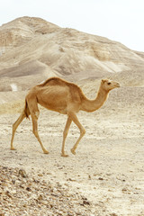 Single camel walking through dry and warm desert in middle east dunes