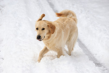 cane Golden Retriever che gioca sulla neve