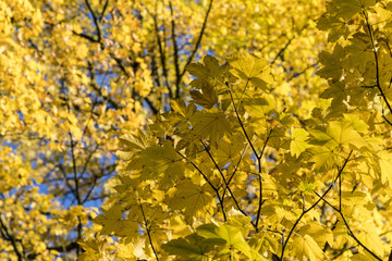 Naklejka na ściany i meble yellow leaves of tree in autumn under blue sky