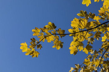 yellow leaves of tree in autumn under blue sky