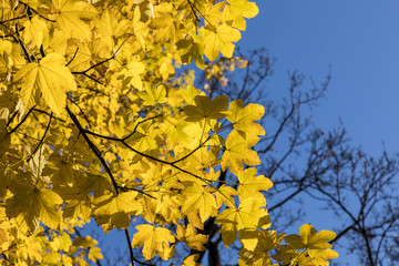 yellow leaves of tree in autumn under blue sky