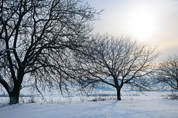 Winter landscape. Sunrise . Fields and trees are covered with snow.