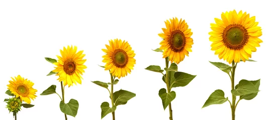 Poster Wachstumsstadium der Sonnenblume © Ian 2010