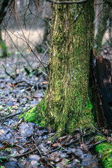 Green moss on the tree in autumn