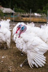 Breeding turkeys on a farm.