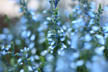 close up macro flower photography image of blue heather and depth of field with blur background and space taken in West Sussex England UK