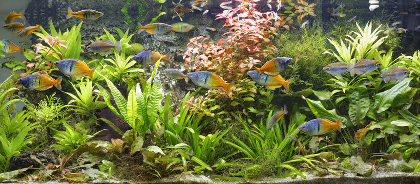 Boeseman's rainbowfishes, Melanotaenia boesemani and Congo tetras, Phenacogrammus interruptus swimming in fresh water aquarium