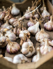 organic garlic