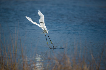 White heron taking off