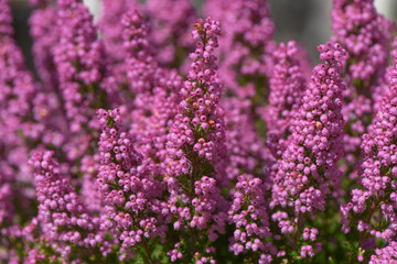 macro close up flower photography image of pink small flowers with depth of field and taken in West Sussex England UK
