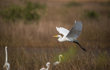 White Egret taken off