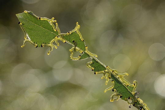 Sawfly larvas