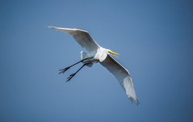 White Egret Bird in Flight