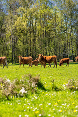 cows in nature