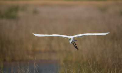 Great Egret straight