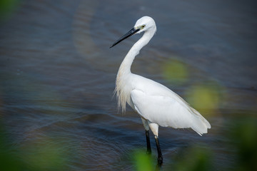 White heron in river