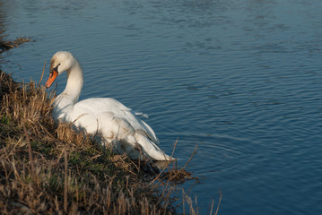 cigno nel canale d'acqua
