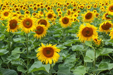 field with common sunflowers (Helianthus annuus)