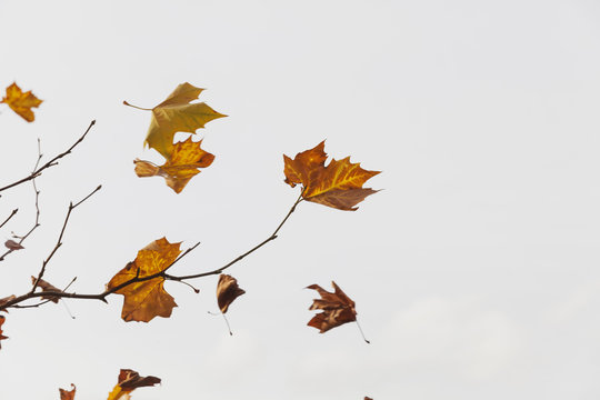 Autumn leaves flying in the wind