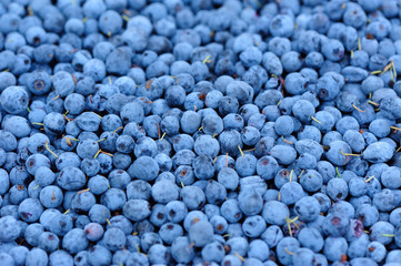 closeup of ripe picked fresh blue berries