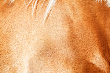 Brown horse fur background