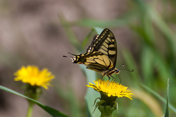 Old world swallowtail butterfly Papilio machaon on a dandelion