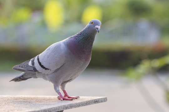 homing pigeon bird standing on home loft against green park background