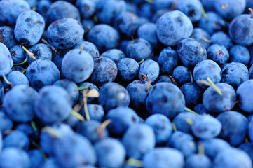 closeup of ripe picked fresh blue berries