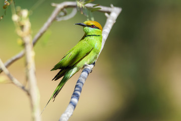 Green bee-eater perching on tree branch , Thailand