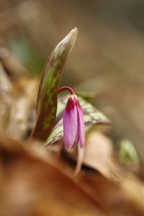 Obraz premium It is the only species of the genus Erythronium growing in Europe. It is widespread in southern and central Europe. Free nature. A beautiful picture of a plant. Spring nature.