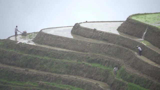 Zhuang rice farmers working hillside