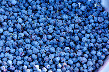 closeup of ripe picked fresh blue berries