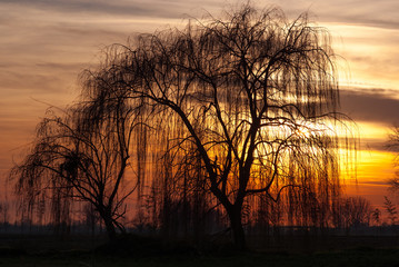 Fototapeta premium tramonto in campagna