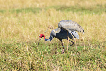 Two Thai Sarus crane , mother and her chick , foraging in uncultivated patches  , Buriram  , Thailand