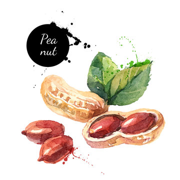 Hand drawn watercolor painting of peanut isolated on white background. Vector llustration of nut for your design