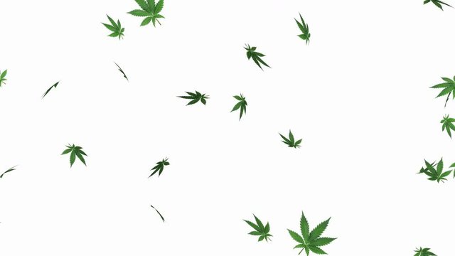 Marijuana leaf on white background - loop, 4K, alpha channel included
